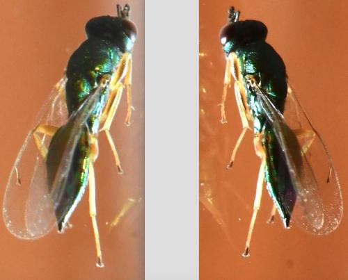 Réf. 333 567 : Pteromalini inconnu